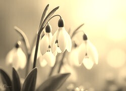 Szary + Sepia
