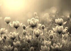 Szary + Sepia