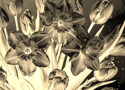 Sepia + Negatyw