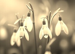 Szary + Sepia