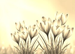 Szary + Sepia