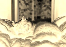 Sepia + Negatyw