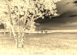 Sepia + Negatyw