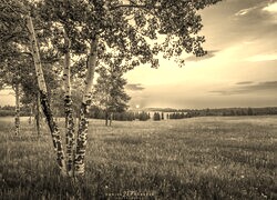 Szary + Sepia
