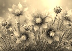 Szary + Sepia