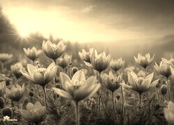 Szary + Sepia