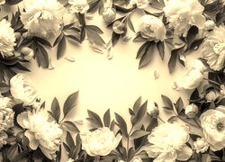 Szary + Sepia