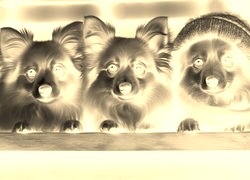 Sepia + Negatyw