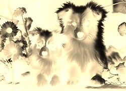 Sepia + Negatyw