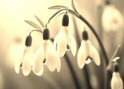 Szary + Sepia