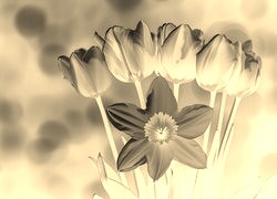 Sepia + Negatyw