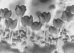 Szary + Negatyw