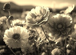 Szary + Sepia