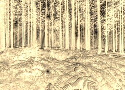 Sepia + Negatyw