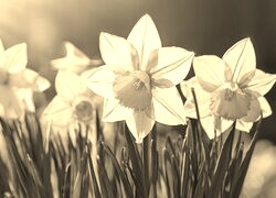 Szary + Sepia