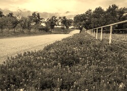 Sepia