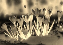 Sepia + Negatyw