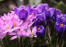 Oryginalny obrazek
