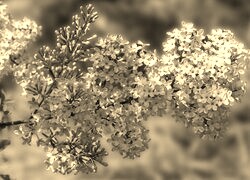 Szary + Sepia