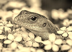 Szary + Sepia