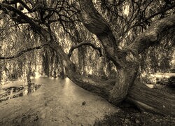 Szary + Sepia