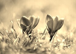 Szary + Sepia