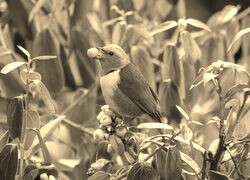 Szary + Sepia