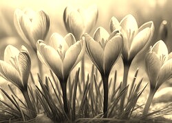Szary + Sepia