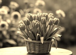 Szary + Sepia