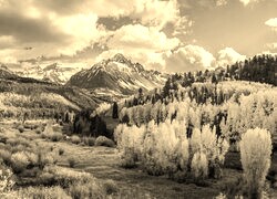 Szary + Sepia