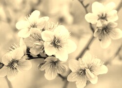 Szary + Sepia