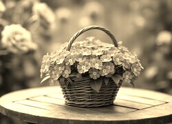 Szary + Sepia