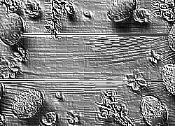 Skamielina
