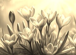 Szary + Sepia