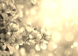 Szary + Sepia