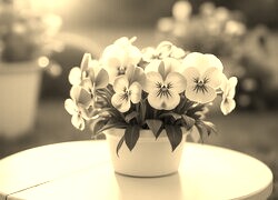 Sepia