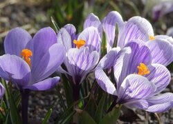 Oryginalny obrazek