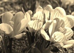 Szary + Sepia