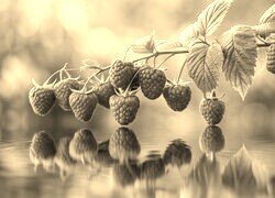 Szary + Sepia