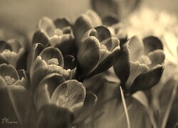 Szary + Sepia