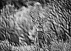 Skamielina