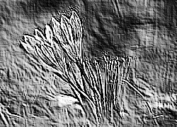Skamielina
