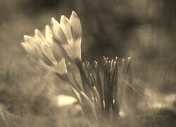 Szary + Sepia