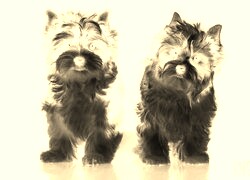 Sepia + Negatyw