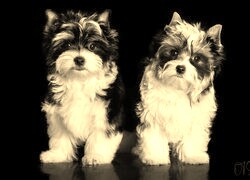 Szary + Sepia