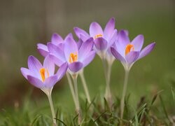 Oryginalny obrazek
