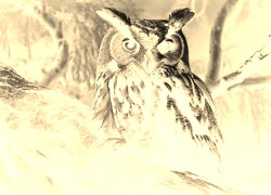 Sepia + Negatyw