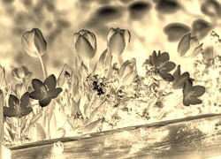 Sepia + Negatyw