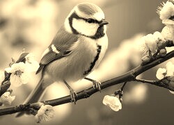 Szary + Sepia