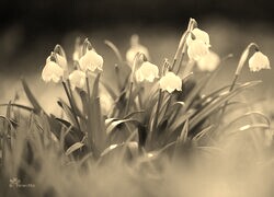 Szary + Sepia